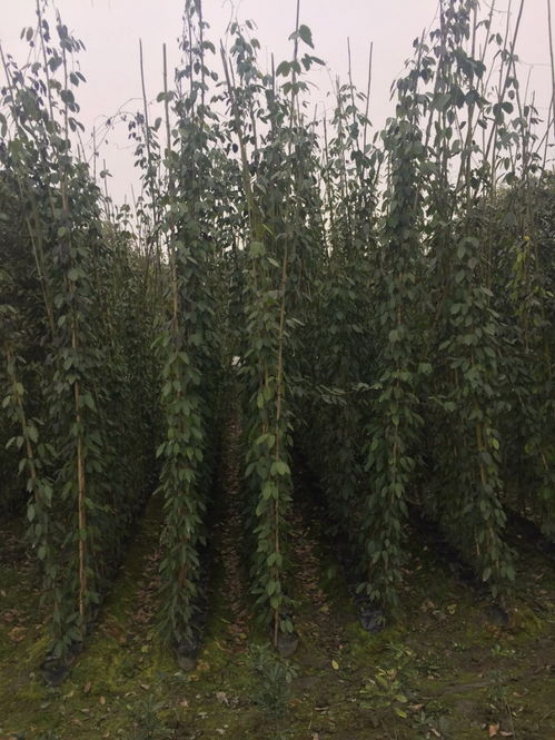 选择种子， 讲究时机