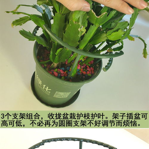仙人掌与蟹叶架接，如何巧妙拆分