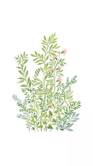 8. 波士顿蕨（湿度调节器）