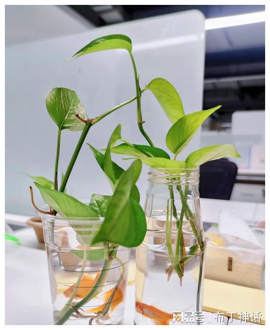 叶莲，鱼缸里的美丽与环保