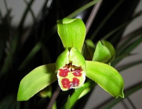 蕙兰为何不开花？探寻养护与品种的奥秘