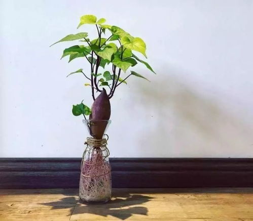 地瓜盆景土里养，如何让根茎更粗壮