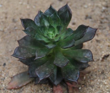 黑王子的繁殖方式