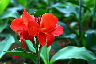 适宜温度， 美人蕉的生长伴侣