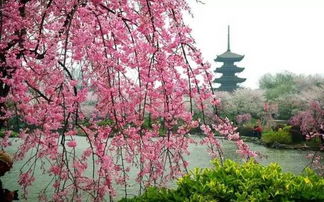 樱花在几月开？不同地区的樱花开放时间一览