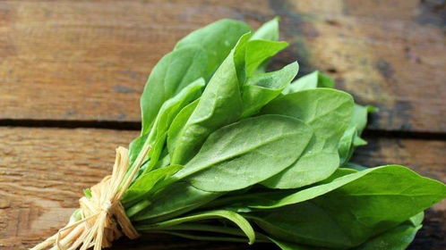 菠菜， 秋冬的绿色美食