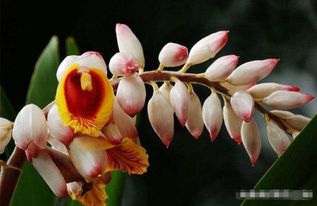 海棠花象征美丽与爱情，源于古代诗词中的描绘