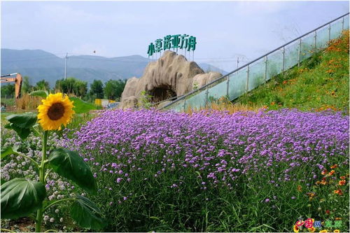 墓地草坪草种的选择