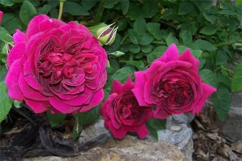 5. 欢笑格鲁吉亚月季