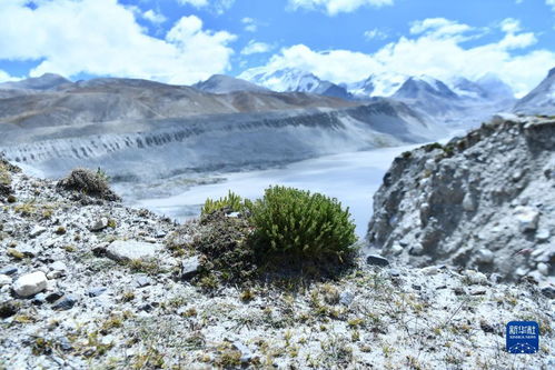 高原植物：生存秘籍