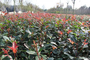 黄河流域的守护者