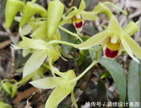 白掌不开花？别慌