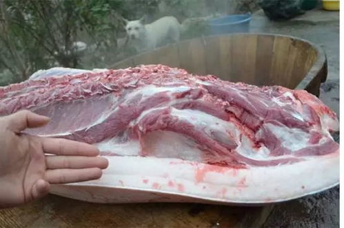 肉肉为什么会长多头？基因变异还是营养过剩