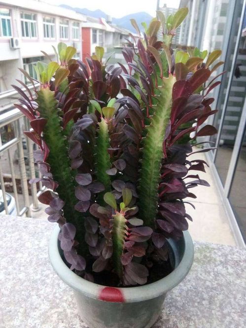 养长寿花，旺家风水，爆款花卉，家居必备！