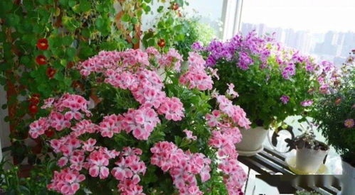 封闭阳台养花的烦恼