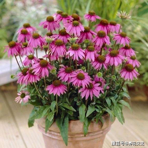 不怕暴晒的小型植物怎么选？新手养花看过来