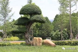 罗汉松：造型多样的艺术品