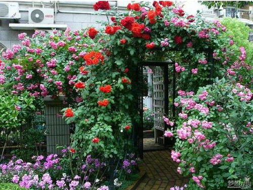 绿草堤的蔷薇花
