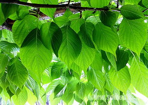 梅花的孤傲与紫藤的华丽