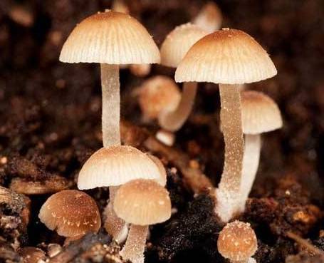 奶奶的智慧：被虫子啃过的蘑菇dou是无毒的