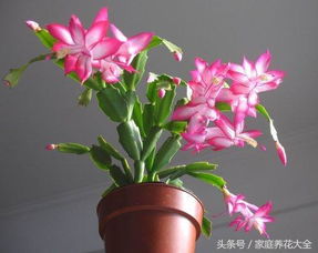 蟹爪兰打花苞时如何浇水施肥？开花期间的水肥管理有哪些注意事项