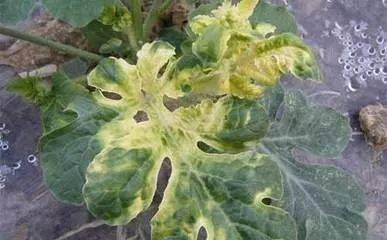 莴苣除草剂使用需注意避免药害，了解药剂特性及安全间隔期