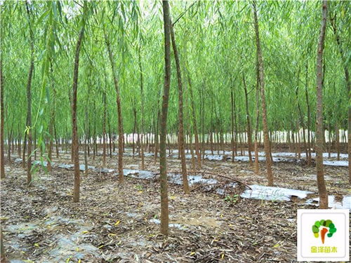 柳树苗的形态特点