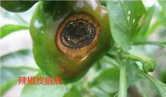 特殊天气， 兑水比例调整原则