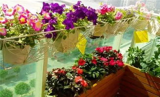 花草如何固定在阳台？能否不伤植物