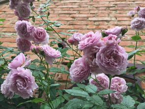 月季，需要的是全面的营养