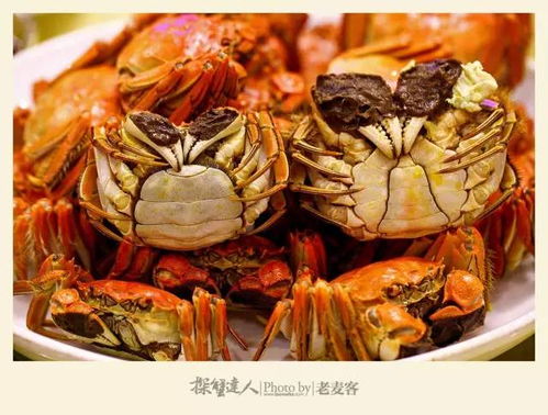 母蟹成熟特征识别技巧
