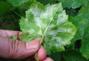 叶子变白之谜：喷百菌清后的困惑