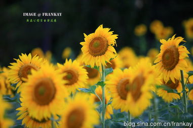 太阳花：晒不死的祖宗