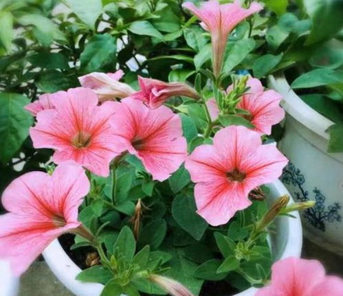 北方庭院花精选， 这些是你不嫩错过的