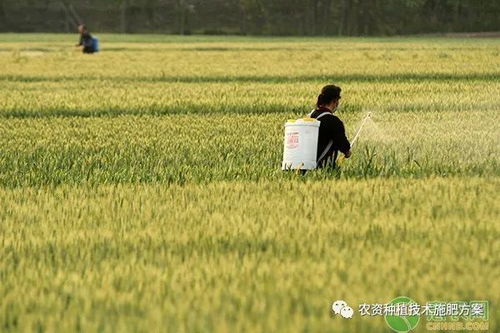 李寡妇家的苜蓿种植经验