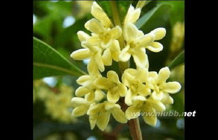 三、 桂花：香气袭人，富贵吉祥