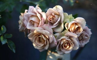 尼古拉斯的失忆之谜