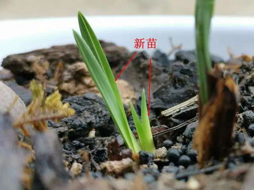 侧柏茎腐病是一种危害侧柏生长的真菌性病害