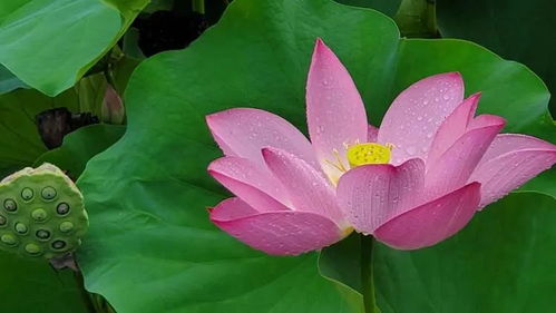 荷花从盛开变回花骨朵，摘回后如何重新变成含苞待放的状态？