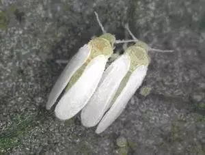 小白飞虫在花叶上怎么除根？用食醋喷洒试试看