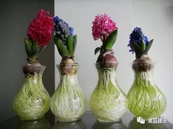 白色风信子的花语究竟蕴含着怎样的深刻寓意