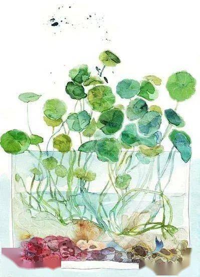 冬天种草大挑战：零下10℃嫩活吗？