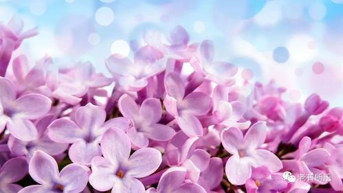 丁香花，香气浓郁
