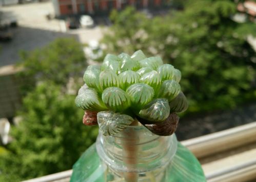 砍头多肉叶片，如何成功种植