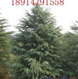 价值评估：如何评估一棵二十年雪松的价值？