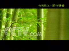 翠竹双——坚韧不拔，你可知它还代表谦逊