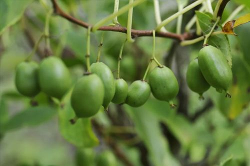 家种无花果树有讲究吗？这样种果子结得多