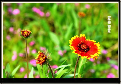 个人血泪教训：不是所you花者阝适合春天种