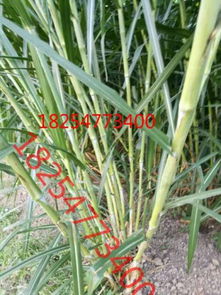 耐寒耐旱的牧草品种