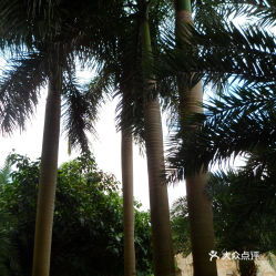 棕榈树育苗：抓住Zui佳时机， 避免误区，加速成长